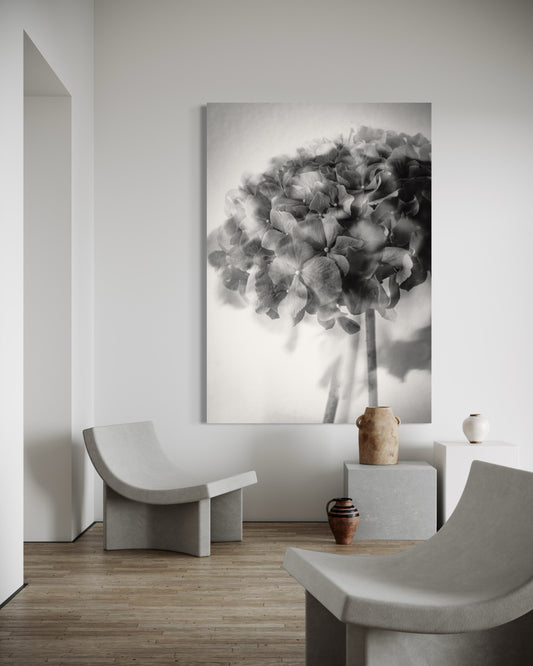 Photo Flower Hydrangea III-print