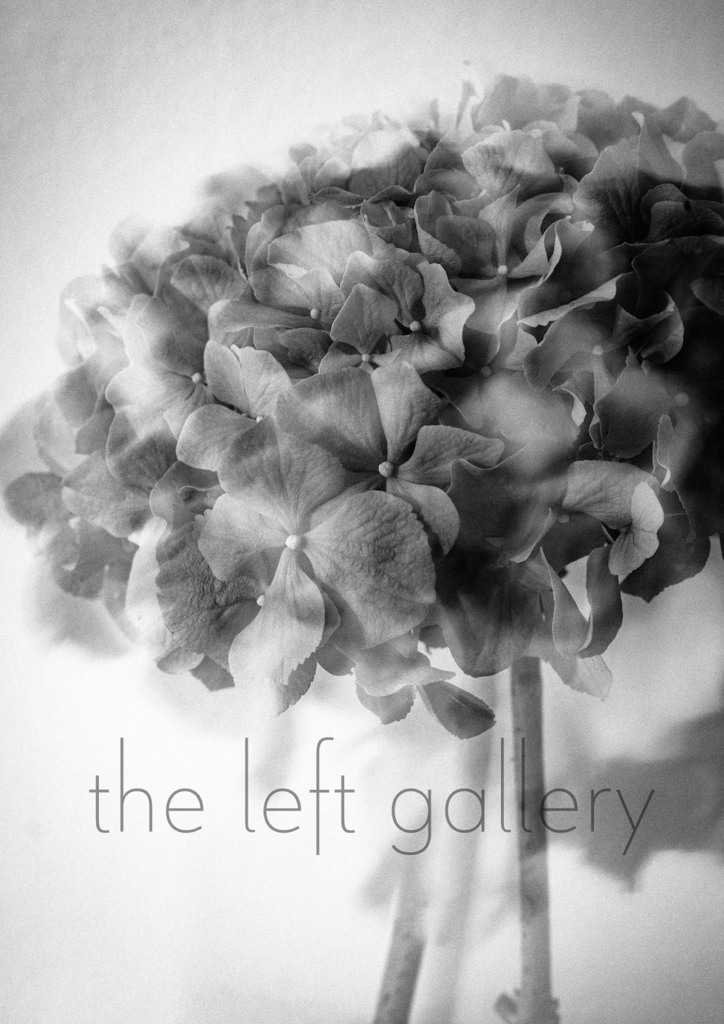 Photo Flower Hydrangea III-print