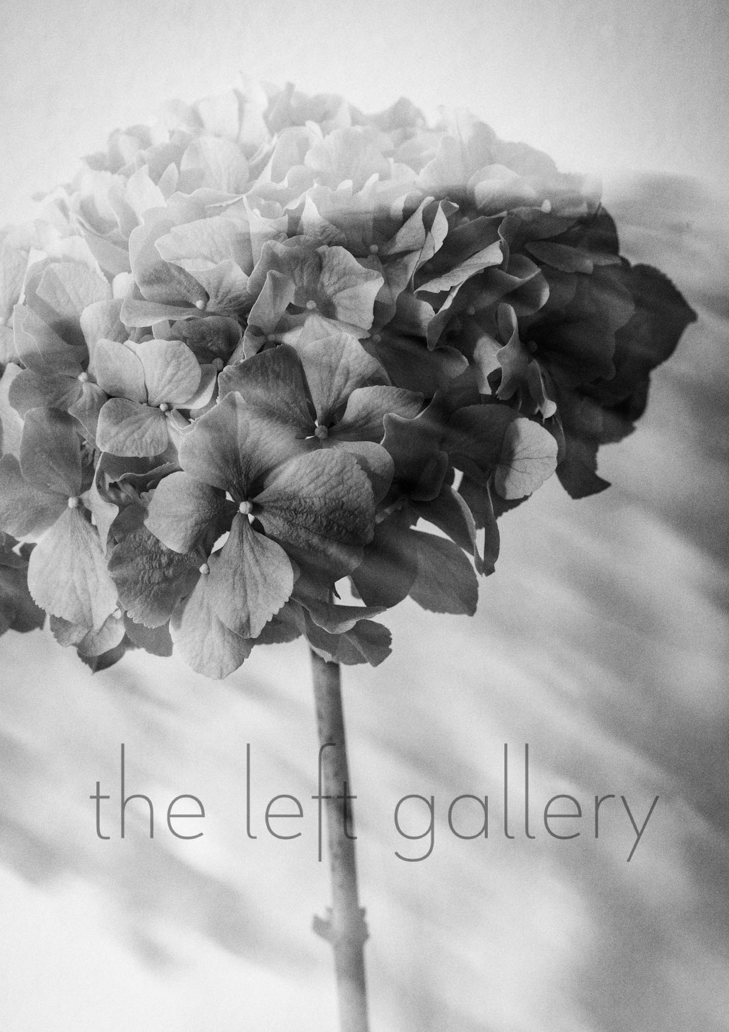 Photo Flower Hydrangea II- print
