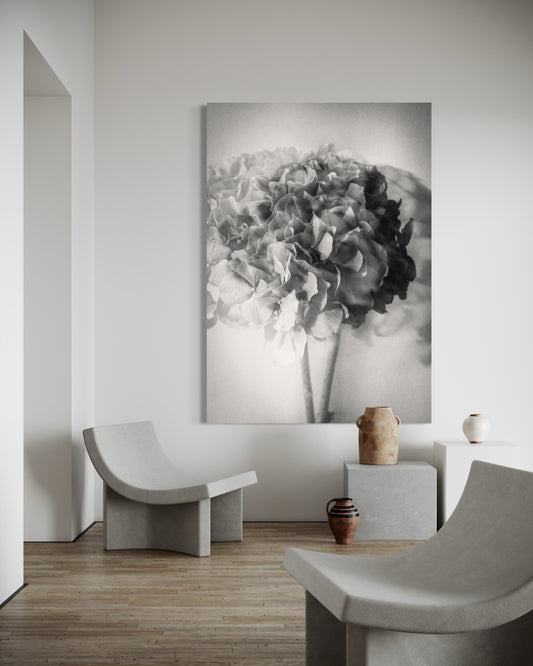 Photo Flower Hydrangea I-stor print