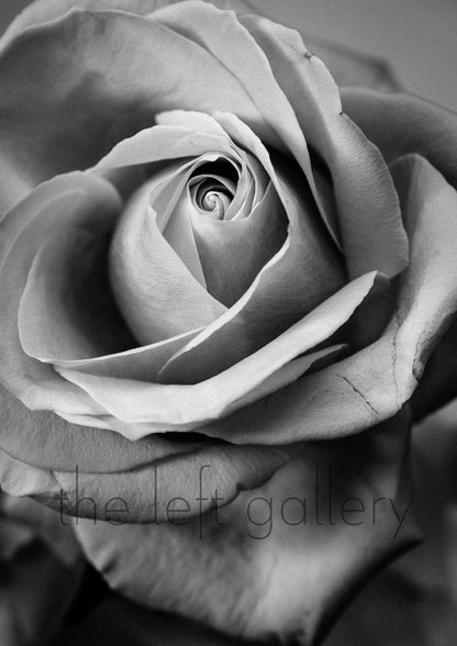 Photo Flower Rose I-stor print